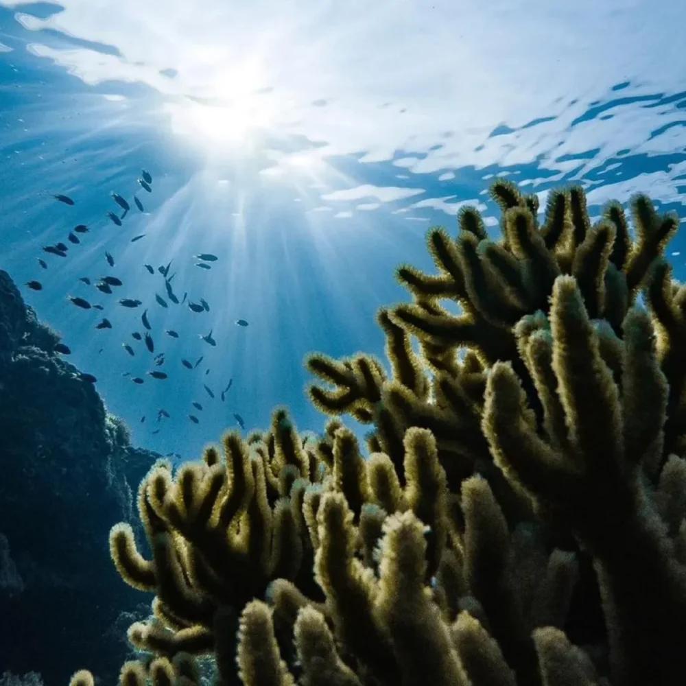 half-img-gumpearl-11